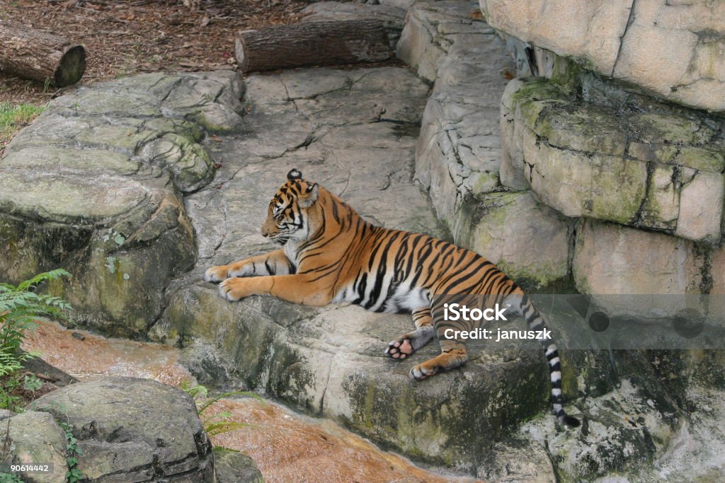 Tigre - Foto stock royalty-free di Acqua