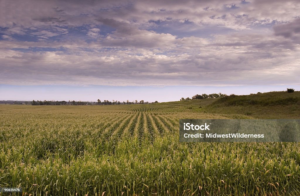 Cornfield - 로열티 프리 네브라스카 스톡 사진