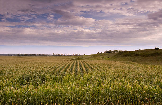 Cornfield stock photo