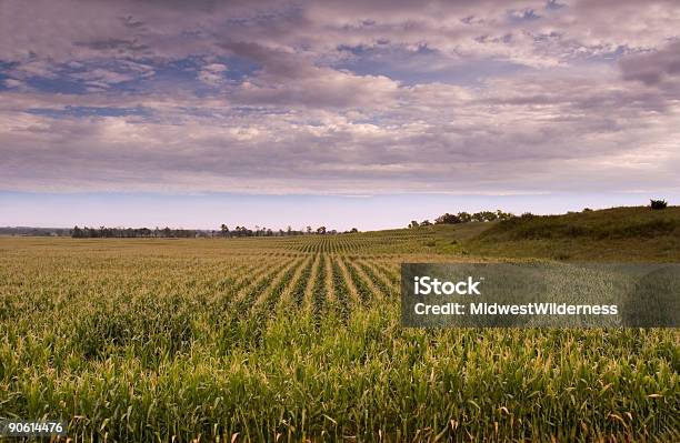 Cornfield - zdjęcia stockowe i więcej obrazów Stan Nebraska - Stan Nebraska, Kukurydza - Zea, Pole