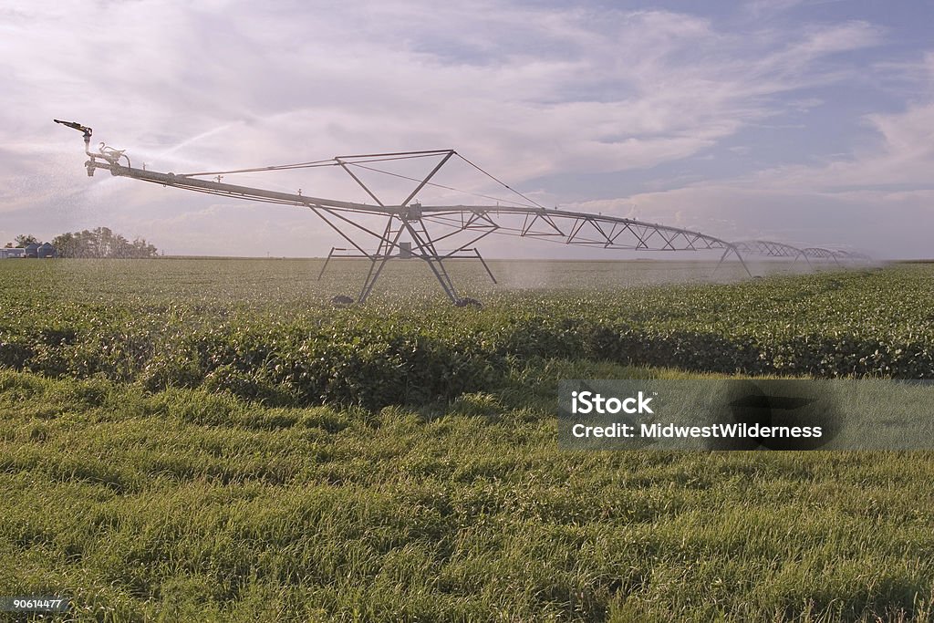 Campo de soja riego - Foto de stock de Agricultura libre de derechos