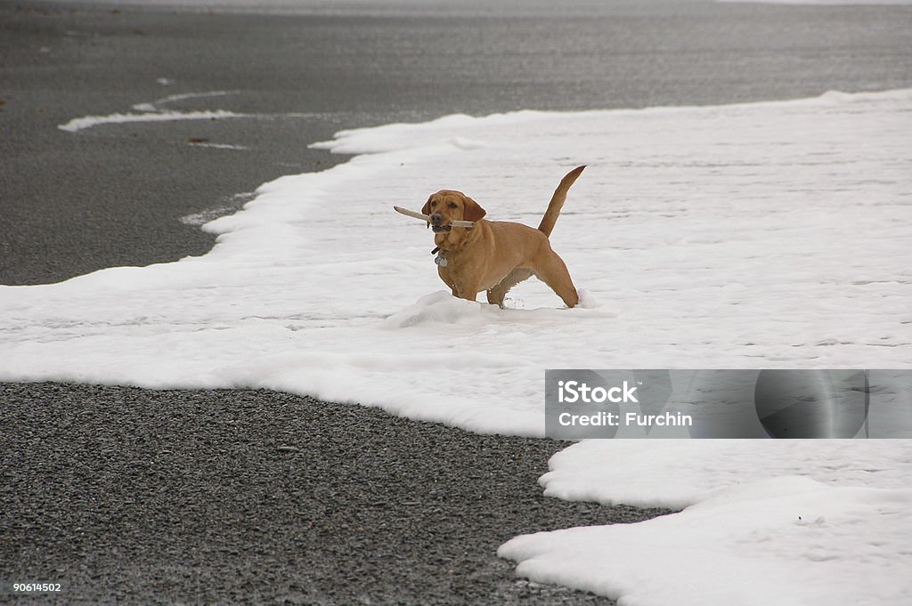 Perro desempeña Fetch en la playa - Foto de stock de Agua libre de derechos