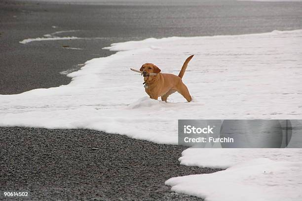 Perro Desempeña Fetch En La Playa Foto de stock y más banco de imágenes de Agua - Agua, Animal, Atrapar