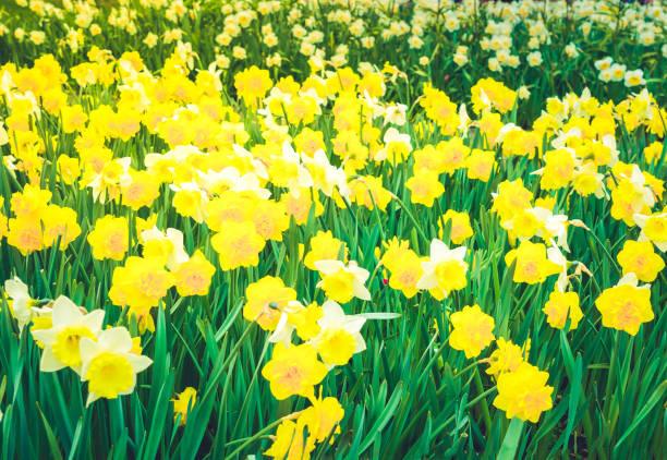 istock Rows of tulip flowers 906146268