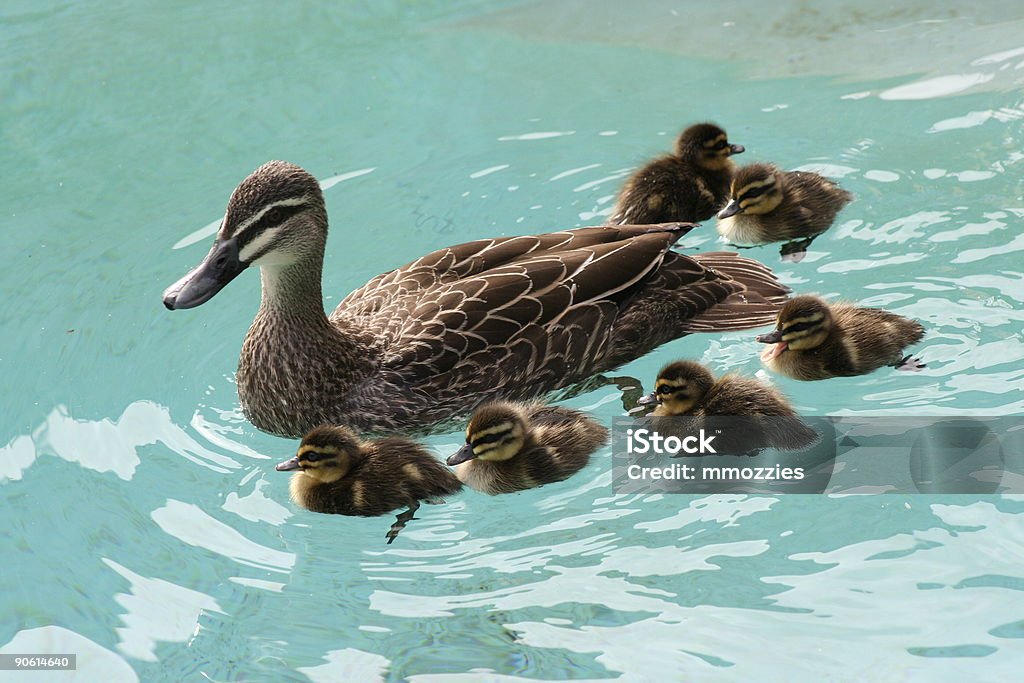 Close to mum  Animal Stock Photo