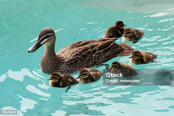 Fechar Para Gmu - Fotografias de stock e mais imagens de Animal - Animal, Ave doméstica, Bando de pássaros