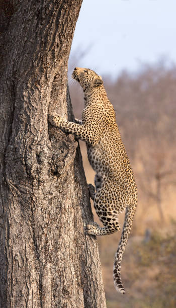 istock Lone leopard climbing fast up a high tree trunk in nature during daytime 906146540