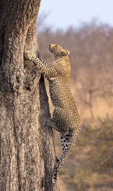 istock Lone leopard climbing fast up a high tree trunk in nature during daytime 906146640