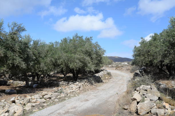 istock Country lane at Crete 906146988