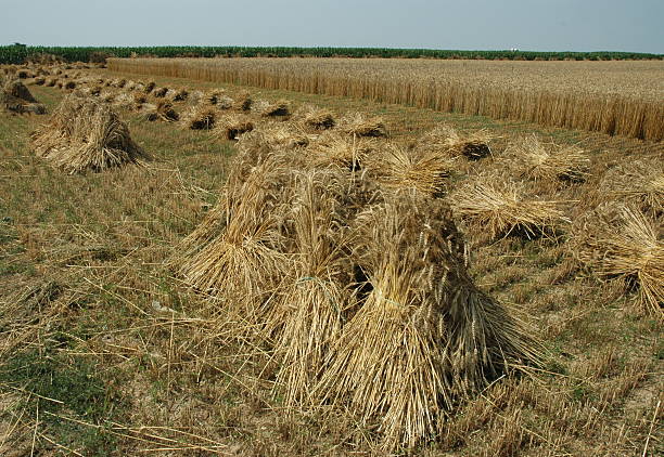 Amish hand-tied wheat sheaves stock photo