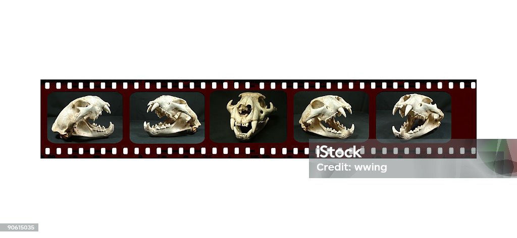 Cougar teschio striscia di pellicola - Foto stock royalty-free di Animale