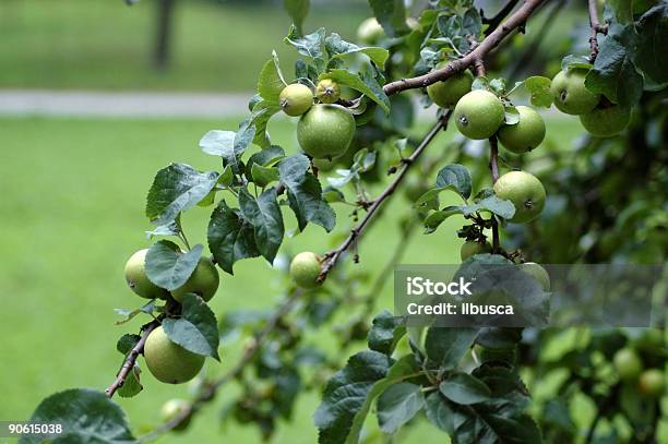 Grünen Äpfel Stockfoto und mehr Bilder von Abschied - Abschied, Apfel, Ast - Pflanzenbestandteil