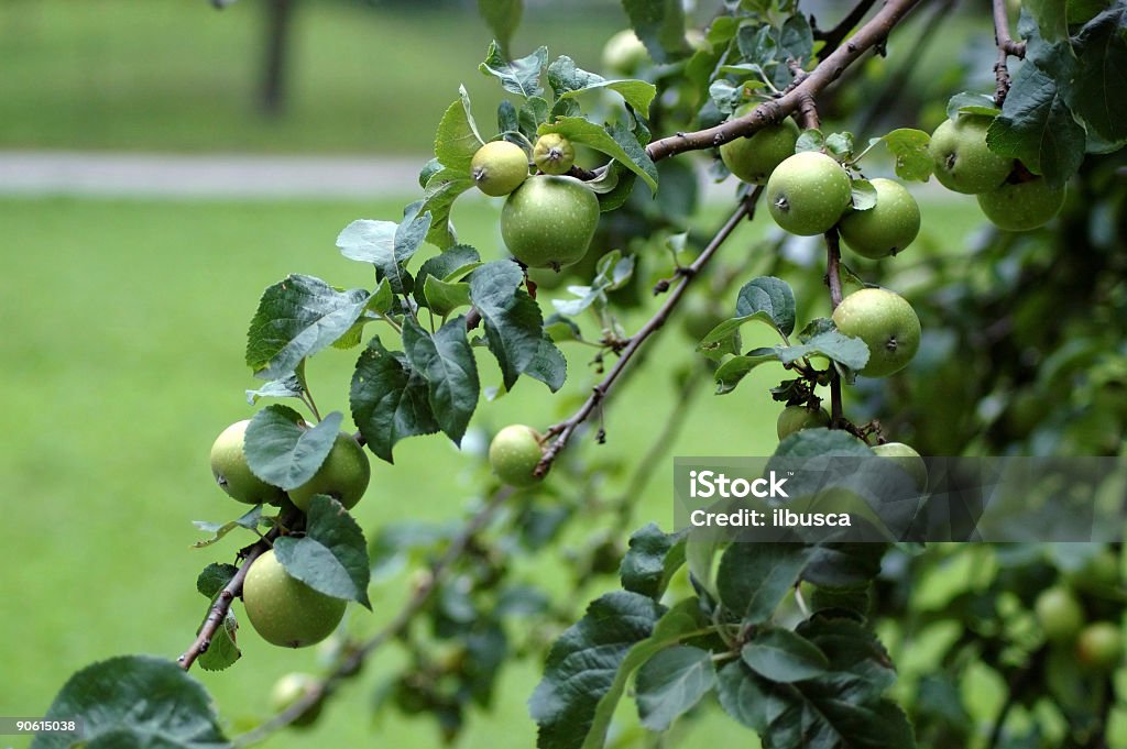 Pommes vertes - Photo de Arbre libre de droits
