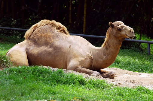 Close-up shot of a camel eating some hay