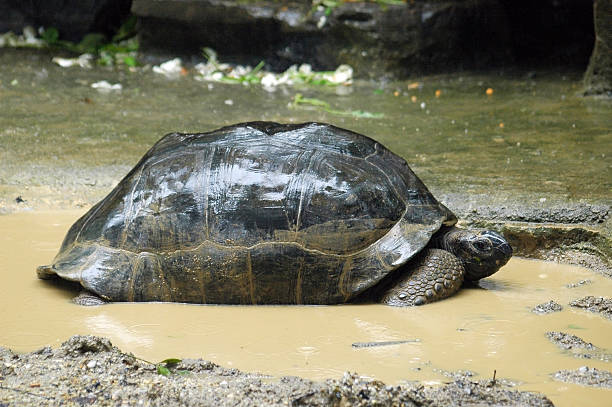 giant turtle stock photo