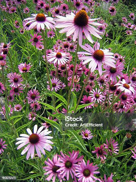 Equinácea Campo De Flores - Fotografias de stock e mais imagens de Afiado - Afiado, Amarelo, Animal selvagem