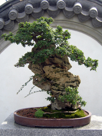 Bonsai tree in a park on a sunny day in Baihuatan public park, Chengdu, Sichuan province, China