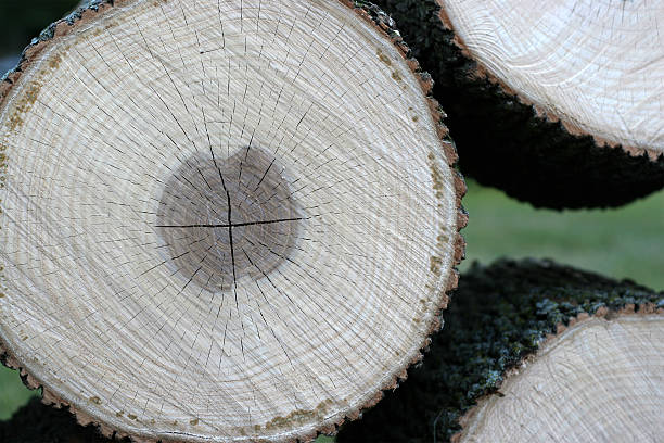скатанный бревен, пиломатериалов (2005 - timberland plank hardwood wood стоковые фото и изображения
