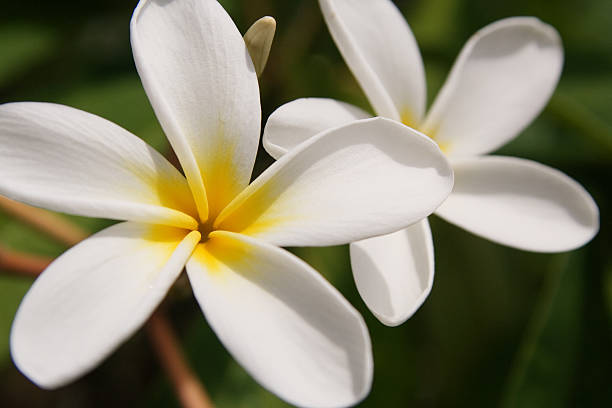 Hawaiian Plumeria stock photo