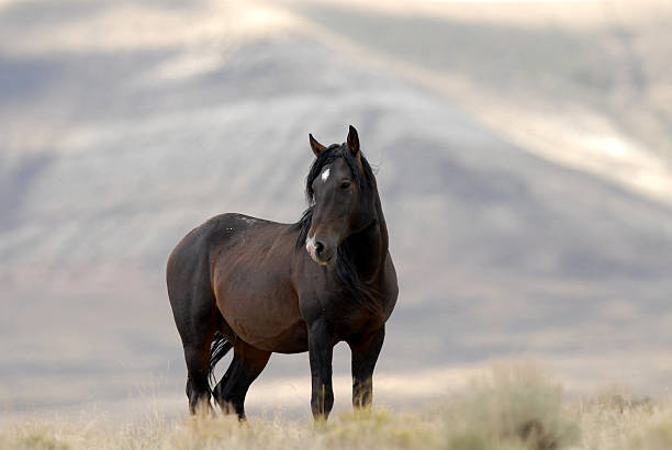 wild horse - horse animals in the wild wyoming rebellion imagens e fotografias de stock