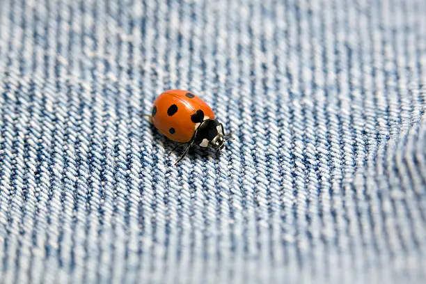 ladybug macro, exploring the texture of a pair of blue jeans