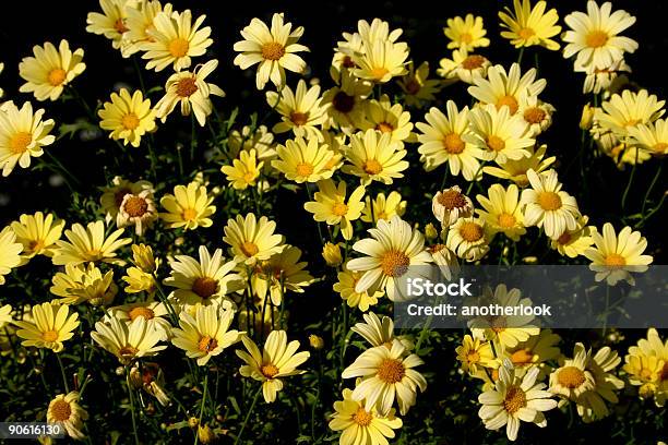 黄色 Daisies - まぶしいのストックフォトや画像を多数ご用意 - まぶしい, カラー画像, キク科