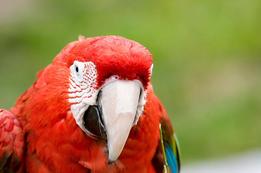Red Macaw up close.