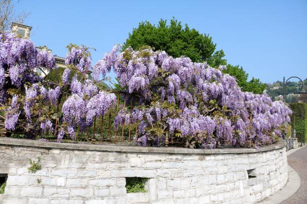 Flowers of wisteria frutescens blooming in spring at Lake Como, Italy Flowers of wisteria frutescens blooming in spring at Lake Como, Italy wisteria frutescens stock pictures, royalty-free photos & images