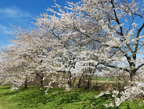Spring background with blooming cherry trees against a clear blue sky.