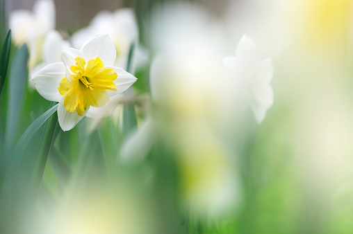 Close-up of white narcissus flowers (Narcissus poeticus) in spring garden