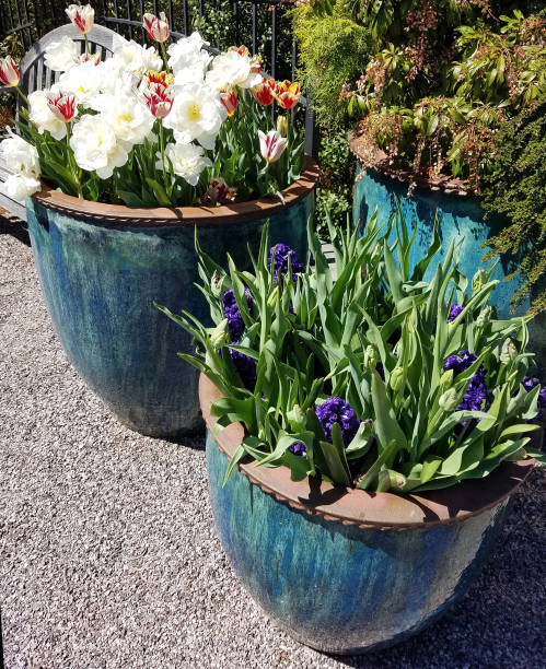 istock Ceramic pots with white tulips and blue hyacinth 906189978