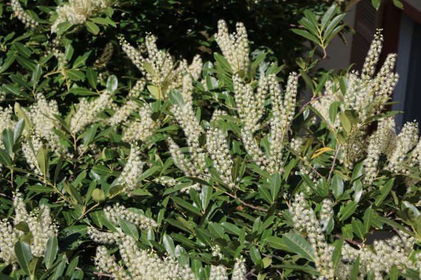 istock Prunus laurocerasus with many large white flowers in spring 906193044