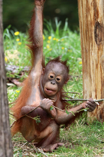 istock Orangutan close-up portrait 906196216