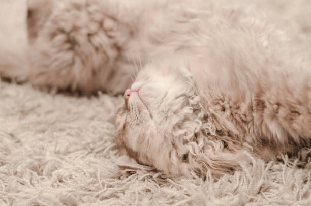 istock cute yellow cat lying on carpet 906196292