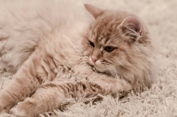 istock cute yellow cat lying on carpet 906196294