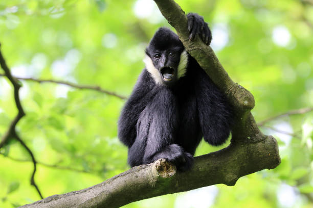 istock Northern white-cheeked gibbon 906196556