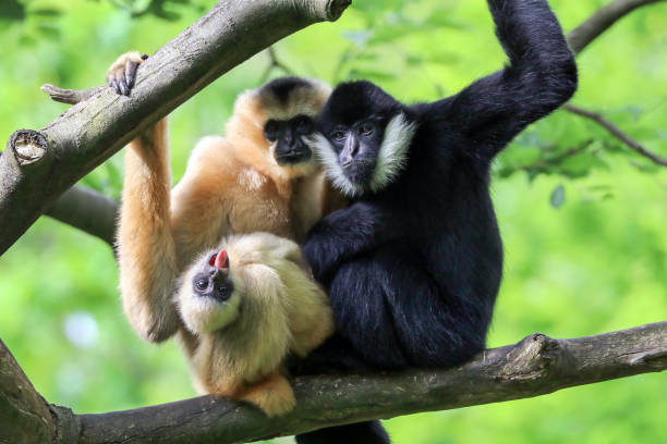 istock Northern white-cheeked gibbon 906196686