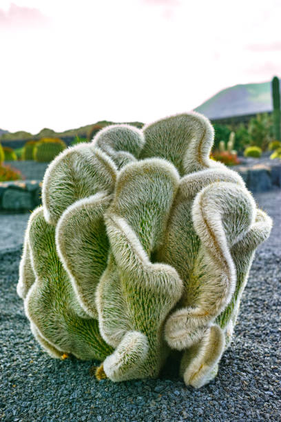 Cleistocactus strausii forma cristata succulent plant Cleistocactus strausii forma cristata silvery-white succulent plant galerida cristata stock pictures, royalty-free photos & images