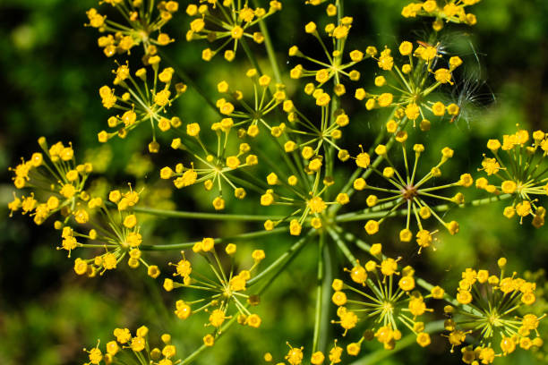 istock close-up blooming dill growing in summer garden on blurry background/sunny 906197842