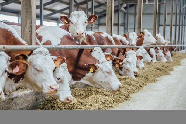 istock Dairy cows of Monbeliard breeding in free livestock stall 906200932