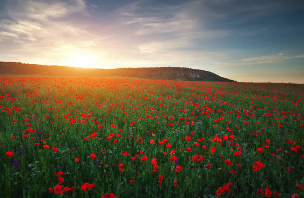 istock Field with red poppies, colorful flowers against the sunset sky 906201190