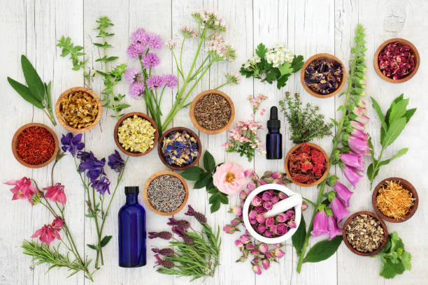 Natural Herbal Medicine Natural herbal medicine selection with herbs and flowers in wooden bowls and loose, glass aromatherapy essential oil bottles and mortar with pestle on rustoic wood background. Top view. foxglove photos stock pictures, royalty-free photos & images