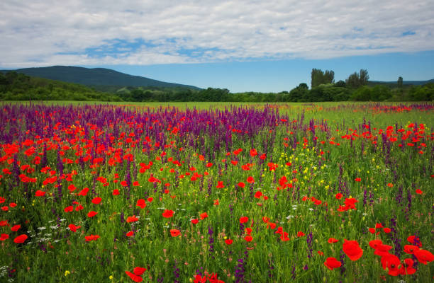 istock Spring flowers in field. Beautiful landscape. Composition of nature 906203828