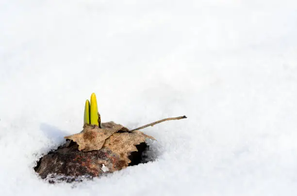 Photo of Daffodil sprouts emerging through snow in early spring