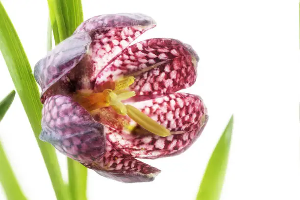 Photo of snake's head fritillary (Fritillaria meleagris) or chess flower, close up against a white background
