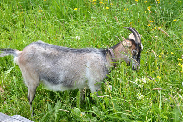 istock Goat eating grass in a meadow 906205622