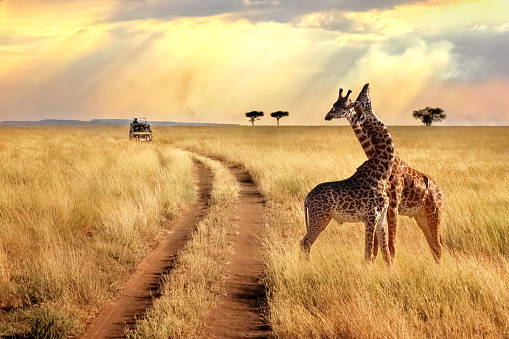 Grupo de jirafas en el Parque Nacional de Serengeti en un fondo de atardecer con los rayos del sol. Safari en África. photo
