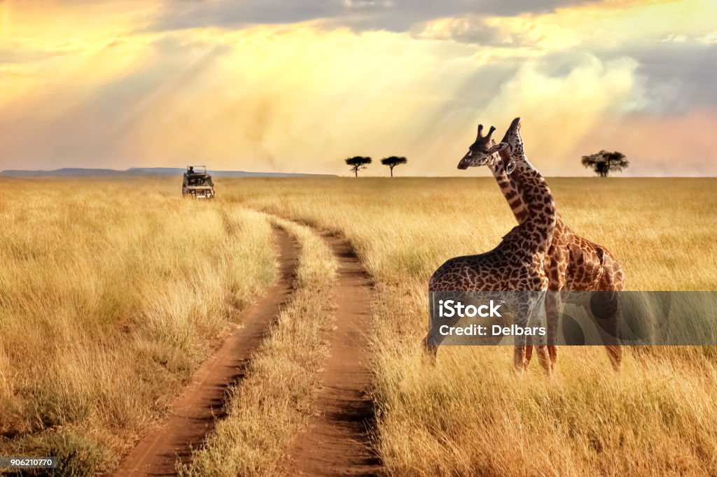 Group of giraffes in the Serengeti National Park on a sunset background with rays of sunlight. African safari. Safari Stock Photo