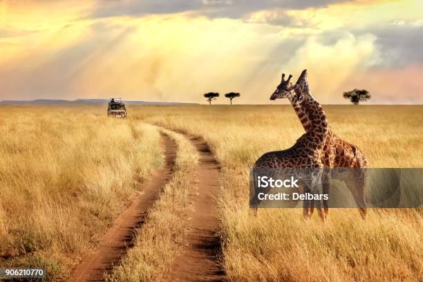 Group Of Giraffes In The Serengeti National Park On A Sunset Background With Rays Of Sunlight African Safari Stock Photo - Download Image Now