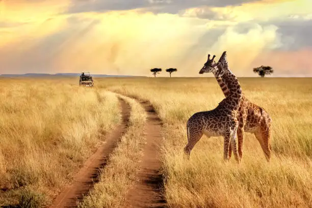 Photo of Group of giraffes in the Serengeti National Park on a sunset background with rays of sunlight. African safari.